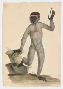 Drawing of a Silvery Javan Gibbon from a 18th century specimen [modern geographical distribution: West Java. Attributed to Paillou, Peter, c.1720 – c.1790]
