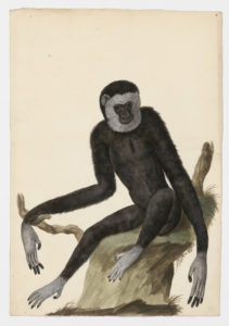Drawing of a Lar Gibbon from a 18th century specimen [modern geographical distribution: Thailand, Northern Sumatra, and the Malay Peninsula. Attributed to Paillou, Peter, c.1720 – c.1790]