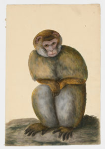 Drawing of a Barbary Macaque from a 18th century specimen [modern geographical distribution: Northern Algeria, Morocco, and Gibraltar. Attributed to Paillou, Peter, c.1720 – c.1790]
