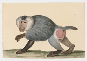 Drawing of a Hamadryas Baboon from a 18th century specimen [modern geographical distribution: the Horn of Africa and the Arabian Peninsula. Attributed to Paillou, Peter, c.1720 – c.1790]