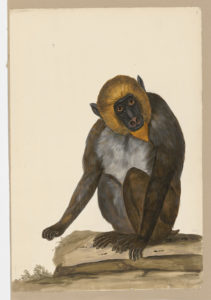 Drawing of a Mandrill from a 18th century specimen [modern geographical distribution: West Africa. Attributed to Paillou, Peter, c.1720 – c.1790]