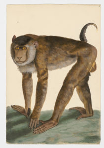 Drawing of a Southern Pig-tailed Macaque from a 18th century specimen [modern geographical distribution: the Malay Peninsula, Borneo, and Sumatra. Attributed to Paillou, Peter, c.1720 – c.1790]