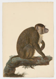 Drawing of a Southern Pig-tailed Macaque from a 18th century specimen [modern geographical distribution: the Malay Peninsula, Borneo, and Sumatra. Attributed to Paillou, Peter, c.1720 – c.1790]