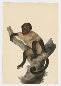 Drawing of a Tufted Capuchin and a Brown Capuchin from 18th century specimens [modern geographical distribution: South America. Attributed to Paillou, Peter, c.1720 – c.1790]