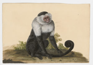 Drawing of a White-faced Capuchin monkey from a 18th century specimen [modern geographical distribution: Central America and South America. Attributed to Paillou, Peter, c.1720 – c.1790]
