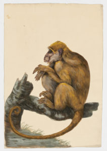 Drawing of a Black-and-Gold Howler monkey and a female Black Howler monkey from 18th century specimens [modern geographical distribution: Brazil, Paraguay, and Argentina. Attributed to Paillou, Peter, c.1720 – c.1790]