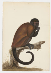 Drawing of a Tufted capuchin from a 18th century specimen [modern geographical distribution: South America. Attributed to Paillou, Peter, c.1720 – c.1790]
