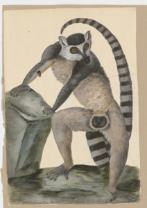 Drawing of a Ring-tailed Lemur from a 18th century specimen [modern geographical distribution: Madagascar. Attributed to Paillou, Peter, c.1720 – c.1790]