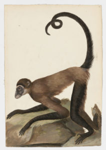 Drawing of a Black-handed Spider monkey and a Central American Spider monkey from 18th century specimens [modern geographical distribution: Central America. Attributed to Paillou, Peter, c.1720 – c.1790]