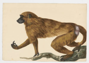 Drawing of a Buinea Baboon from a 18th century specimen [modern geographical distribution: West Africa. Attributed to Paillou, Peter, c.1720 – c.1790]