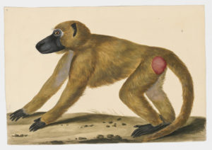 Drawing of a Guinea Baboon from a 18th century specimen [modern geographical distribution: West Africa. Attributed to Paillou, Peter, c.1720 – c.1790]