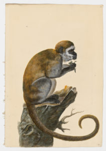 Drawing of Tufted Capuchin--also known as a Brown Capuchin--from a 18th century specimen [modern geographical distribution: South America. Attributed to Paillou, Peter, c.1720 – c.1790]