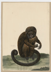 Drawing of a Tufted Capuchin and a Brown Capuchin from 18th century specimens [modern geographical distribution: South America. Attributed to Paillou, Peter, c.1720 – c.1790]