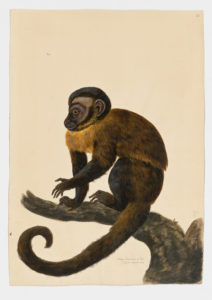 Drawing of a Wedge-capped Capuchin from a 18th century specimen [modern geographical distribution: Venezuela, Colombia, Guyana, French Guiana, and Suriname. Attributed to Paillou, Peter, c.1720 – c.1790]