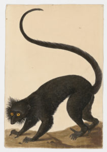 Drawing of a Black Lemur from a 18th century specimen [modern geographical distribution: Madagascar. Attributed to Paillou, Peter, c.1720 – c.1790]