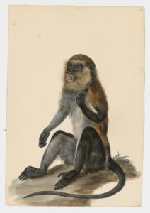Drawing of a Campbell's Guenon from a 18th century specimen [modern geographical distribution: West Africa. Attributed to Paillou, Peter, c.1720 – c.1790]