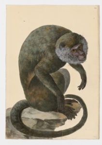 Drawing of a Black-handed Spider Monkey and a Central American Spider Monkey from 18th century specimens [modern geographical distribution: Central America. Attributed to Paillou, Peter, c.1720 – c.1790]