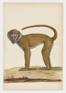 Drawing of a Yellow Baboon from a 18th century specimen [modern geographical distribution: East Africa. Attributed to Paillou, Peter, c.1720 – c.1790]