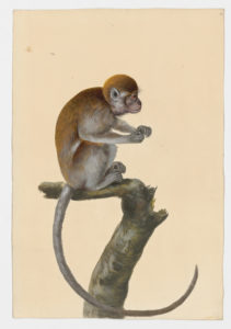 Drawing of a Gabon Talapoin from a 18th century specimen [modern geographical distribution: Gabon and the Republic of Congo. Attributed to Paillou, Peter, c.1720 – c.1790]