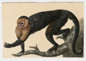 Drawing of a White-faced Capuchin Monkey from a 18th century specimen [modern geographical distribution: Central America and South America. Attributed to Paillou, Peter, c.1720 – c.1790]