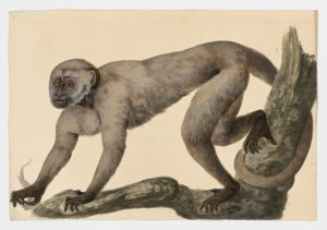 Drawing of a White-fronted Capuchin from a 18th century specimen [modern geographical distribution: South America. Attributed to Paillou, Peter, c.1720 – c.1790]