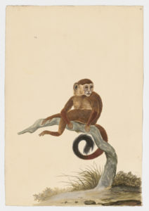 Drawing of a Tufted Capuchin and a Brown Capuchin from 18th century specimens [modern geographical distribution: South America. Attributed to Paillou, Peter, c.1720 – c.1790]