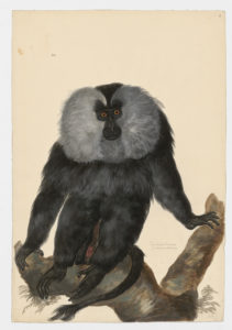 Drawing of a Lion-tailed Macaque from a 18th century specimen [modern geographical distribution: Southern India. Attributed to Paillou, Peter, c.1720 – c.1790]