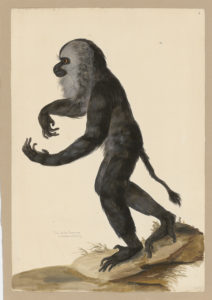 Drawing of a Lion-tailed Macaque from a 18th century specimen [modern geographical distribution: Southern India. Attributed to Paillou, Peter, c.1720 – c.1790]