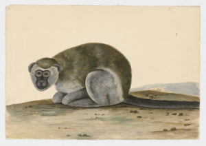 Drawing of a Vervet Monkey from a 18th century specimen [modern geographical distribution: East Africa and Southern Africa. Attributed to Paillou, Peter, c.1720 – c.1790]