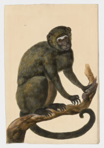 Drawing of a possible Vervet Monkey from a 18th century specimen [Attributed to Paillou, Peter, c.1720 – c.1790]