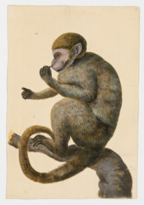 Drawing of a possible Vervet Monkey from a 18th century specimen [Attributed to Paillou, Peter, c.1720 – c.1790]