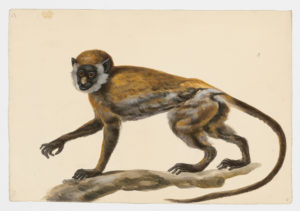 Drawing of a Lesser Spot-nosed Monkey from a specimen [modern geographical distribution: West Africa. Attributed to Paillou, Peter, c.1720 – c.1790]