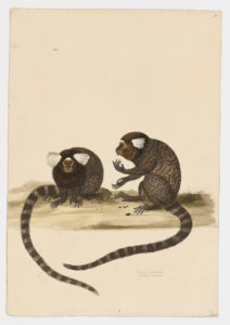 Drawing of a pair of Common Marmosets from 18th century specimens [modern geographical distribution: Brazil. Attributed to Paillou, Peter, c.1720 – c.1790]