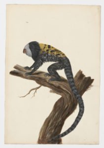 Drawing of a Geoffroy's Marmoset--also known as a Geoffroy's Tufted-ear Marmoset or a White-headed Marmoset--from a 18th century specimen [modern geographical distribution: Brazil. Attributed to Paillou, Peter, c.1720 – c.1790]