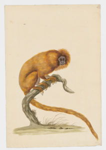 Drawing of a Golden Lion Tamarin from a 18th century specimen [modern geographical distribution: Brazil. Attributed to Paillou, Peter, c.1720 – c.1790]