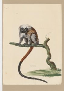 Drawing of a Cotton-top Tamarin from a 18th century specimen [modern geographical distribution: Colombia and Panama. Attributed to Paillou, Peter, c.1720 – c.1790]
