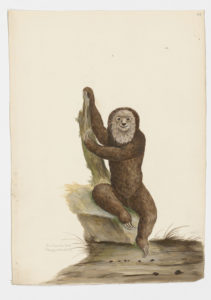 Drawing of a Pale-throated Three-toed Sloth from a 18th century specimen [modern geographical distribution: Northern South America. Attributed to Paillou, Peter, c.1720 – c.1790]