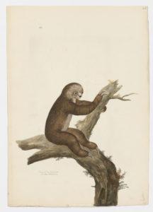 Drawing of a Southern Two-toed Sloth from a 18th century specimen [modern geographical distribution: Northern South America and Central America. Attributed to Paillou, Peter, c.1720 – c.1790]
