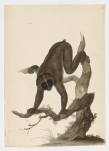 Drawing of a Slow Loris from a 18th century specimen [modern geographical distribution: South East Asia. Attributed to Paillou, Peter, c.1720 – c.1790]