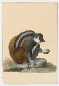 Drawing of a Brown Lemur from a 18th century specimen [modern geographical distribution: Madagascar. Attributed to Paillou, Peter, c.1720 – c.1790]