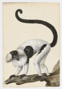 Drawing of a Black-and-White Ruffed Lemure from a 18th century specimen [modern geographical distribution: Madagascar. Attributed to Paillou, Peter, c.1720 – c.1790]