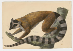 Drawing of a RIng-tailed Lemur from a 18th century specimen [modern geographical distribution: Madagascar. Attributed to Paillou, Peter, c.1720 – c.1790]