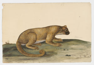 Drawing of a possible Kinkajou from a 18th century specimen [Attributed to Paillou, Peter, c.1720 – c.1790]