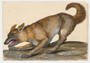 Drawing of a Gray Wolf from a 18th century specimen [modern geographical distribution: North America, Europe, Asia, Australia, Africa, and South America. Attributed to Paillou, Peter, c.1720 – c.1790]