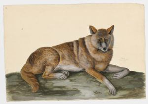 Drawing of a Gray Wolf from a 18th century specimen [modern geographical distribution: North America, Europe, Asia, Australia, Africa, and South America. Attributed to Paillou, Peter, c.1720 – c.1790]