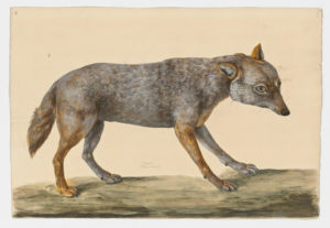 Drawing of a Common Jackal from a 18th century specimen [modern geographical distribution: Europe, Africa, and Asia. Attributed to Paillou, Peter, c.1720 – c.1790]