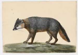 Drawing of a Gray Fox from a 18th century specimen [modern geographical distribution: North America, Central America, and Colombia. Attributed to Paillou, Peter, c.1720 – c.1790]