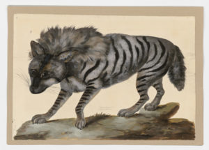 Drawing of a Striped Hyena from a 18th century specimen [modern geographical distribution: Africa and Asia. Attributed to Paillou, Peter, c.1720 – c.1790]