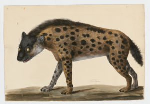 Drawing of a Spotted Hyena from a 18th century specimen [modern geographical distribution: Africa. Attributed to Paillou, Peter, c.1720 – c.1790]