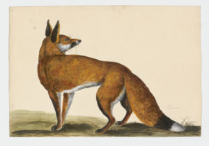 Drawing of a Red Fox from a 18th century specimen [modern geographical distribution: North America, Europe, Asia, and Australia. Attributed to Paillou, Peter, c.1720 – c.1790]